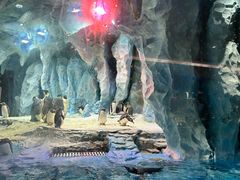 -帝企鹅自助餐厅•儿童岛•真企鹅(长隆企鹅酒店)