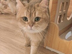 -滚猫咖啡·猫咖·猫友好撸猫(未来城店)
