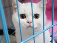 -翊宠yipet猫狗购宠庄园犬舍•猫舍