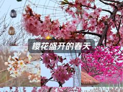 -金卉庄园
