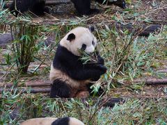 -成都大熊猫繁育研究基地