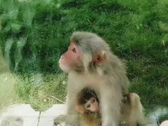 -武汉紫薇都市田园