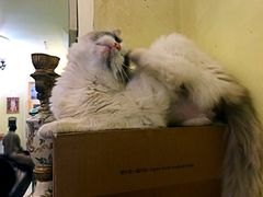 -猫色咖啡·猫咖