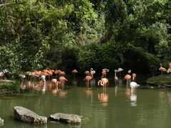-上海野生动物园