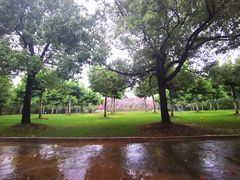 -上海海湾国家森林公园