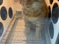 -叮叮猫咪生活馆