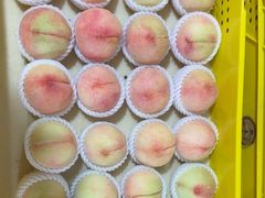 -老袁家蜜桃农场·阳山水蜜桃