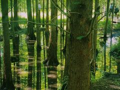 -桤木河湿地公园