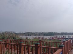 -芒洲湿地公园