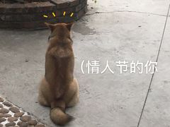 -柴犬高等学院·狗咖·柴犬售卖·宠物训练