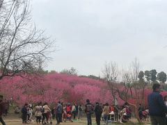 -秀丽东方