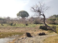 -无锡梅园公园