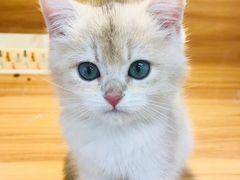 -猫十亿·布偶金渐层·曼基康矮脚猫舍(青年路店)