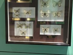 蝴蝶标本-上海昆虫博物馆