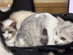 -瑞派宠物医院·24h·骨外科·皮肤科·全科宠物医疗转诊中心(沈阳浑南院)
