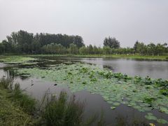 -东郊湿地公园