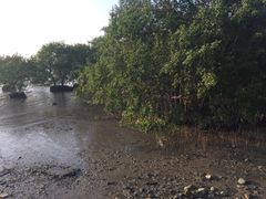 -宝安西湾红树林湿地公园