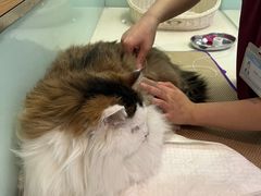-纳吉亚猫专科动物医院博雅分院