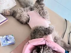 -纳吉亚猫专科动物医院博雅分院