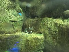 -迪拜水族馆及水下动物园