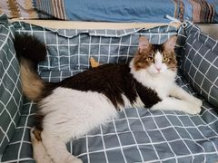 -猫大福·Fortune Cat猫舍(百子湾店)