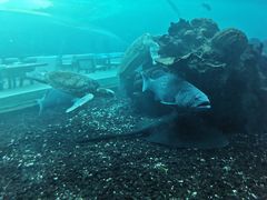 -海棠湾洲际-涛·海底餐厅·美人鱼·自助餐·海底隧道