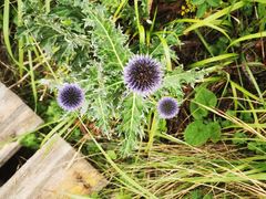 -白草畔自然风景区