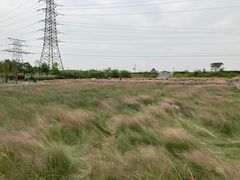 -王借岗森林公园