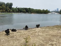 -长春市南湖公园