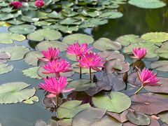 -国家植物园南园