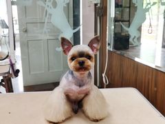 -鑫艺宠物美容培训学校