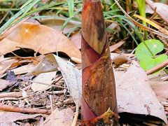 -盘龙城国家考古遗址公园