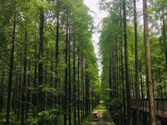 -黄海国家森林公园