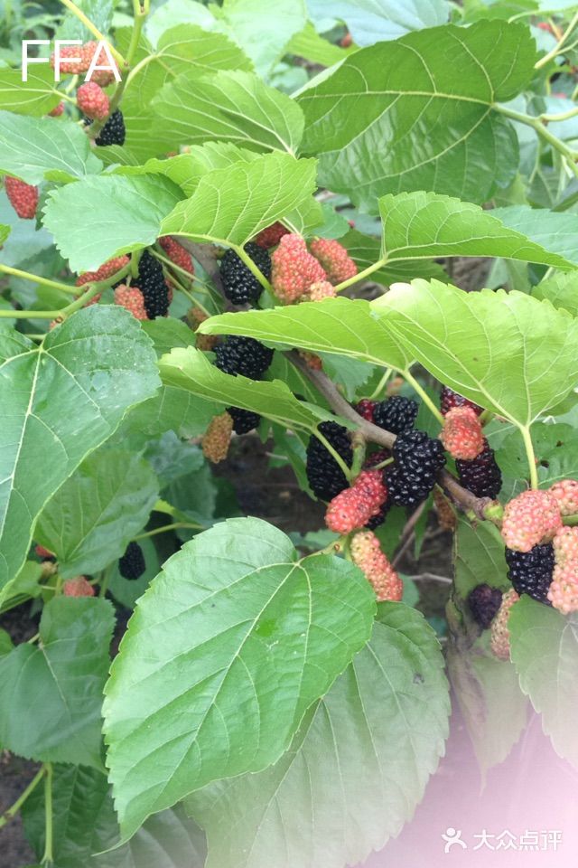 农艺师桑子园图片