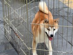 -青石桥花鸟鱼虫市场(叠翠城店)