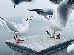 -海埂大坝