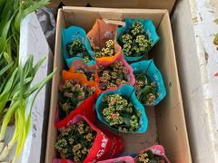 -中环花鸟鱼虫市场