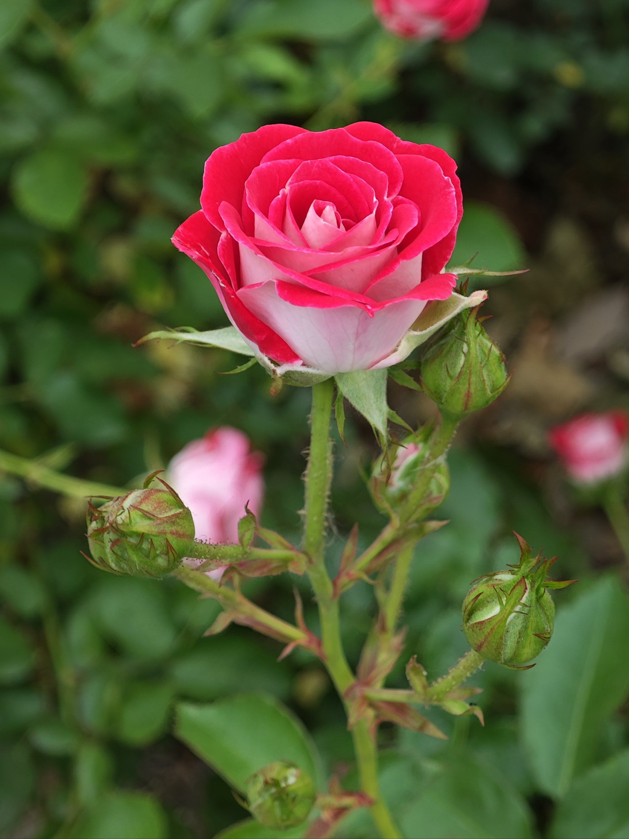 520送自己一束玫瑰