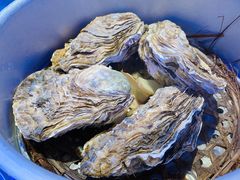 -千岛蚝高压锅生蚝·人参火锅(白云万达店)