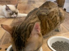 -袖虎·猫馆(体育西路店)