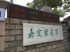 -嘉定紫藤园