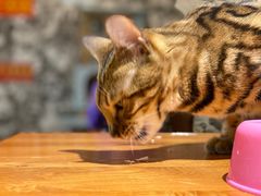 -猫小院猫主题餐厅(三里屯店)