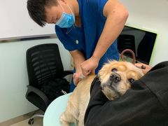 -宠福鑫康馨动物医院·骨科·眼科
