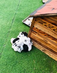 -萌宠亲子动物乐园(槐房万达店)