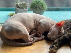 -猫小院猫主题咖啡厅(北锣店)