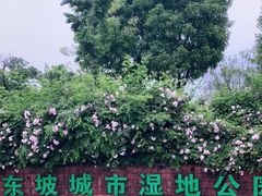 -眉山湿地公园(东坡区)