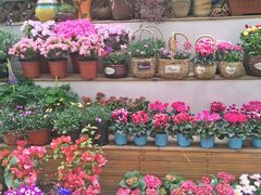 -平吉花卉市场