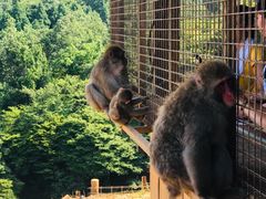 -岚山猴子公园