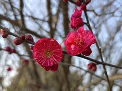 -云里小坐·小院里·团建·宴请·下午茶(三圣乡店)