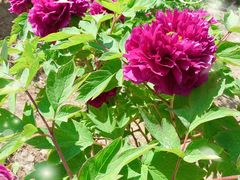 -北京西山国家森林公园